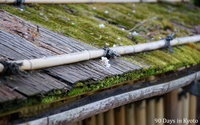 Day 1 Cherry Blossom on a moss roof tea house - 90 days in kyoto