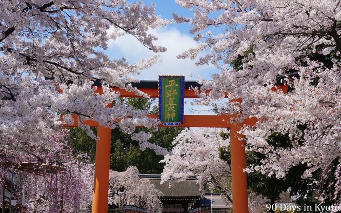 Cherry blossom paradise in the Hirano Jinja shrine
