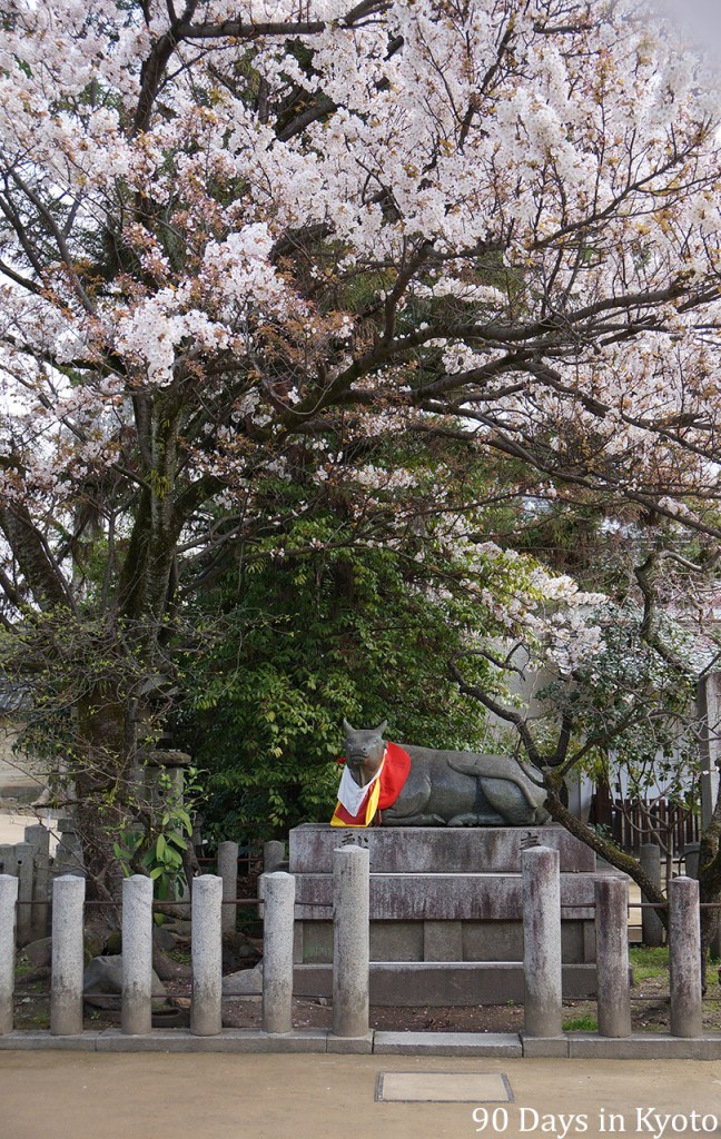 Sakura and kneeling cow in the Kitano Tenmangu Shrine in Kyoto