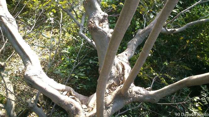 Cutting back these nasty upright branches
