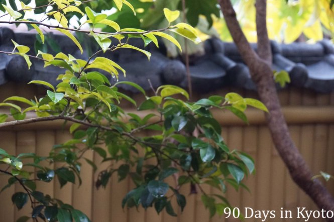 2014-04-04 - Mamezen (3)