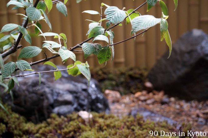ガマズミ - Viburnum dilatatum